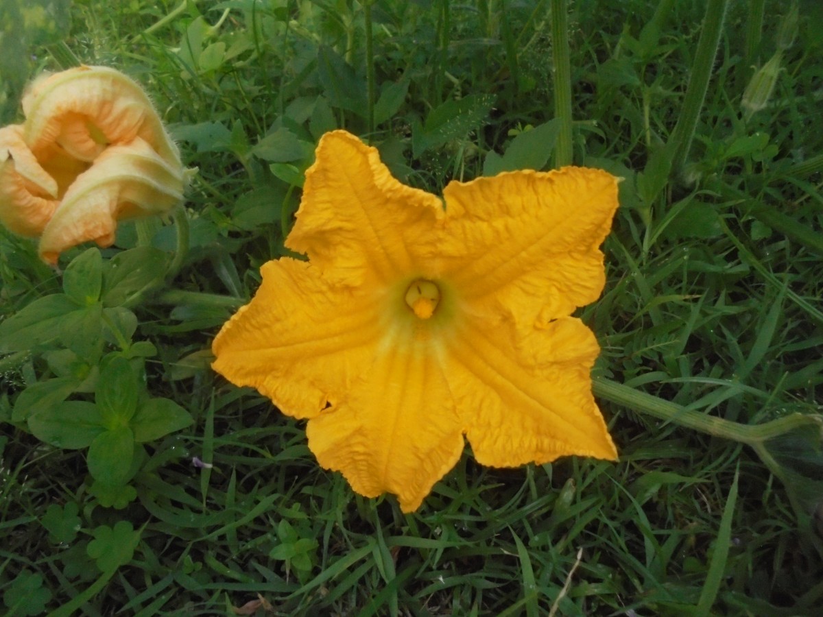 Cucurbita maxima Duchesne